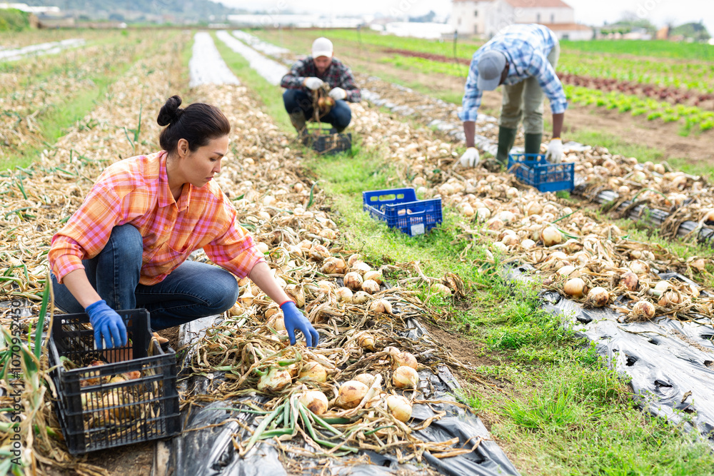 Agriculture responsable et local : Allium Beauce Company Agriculture responsable et local : Allium Beauce Company