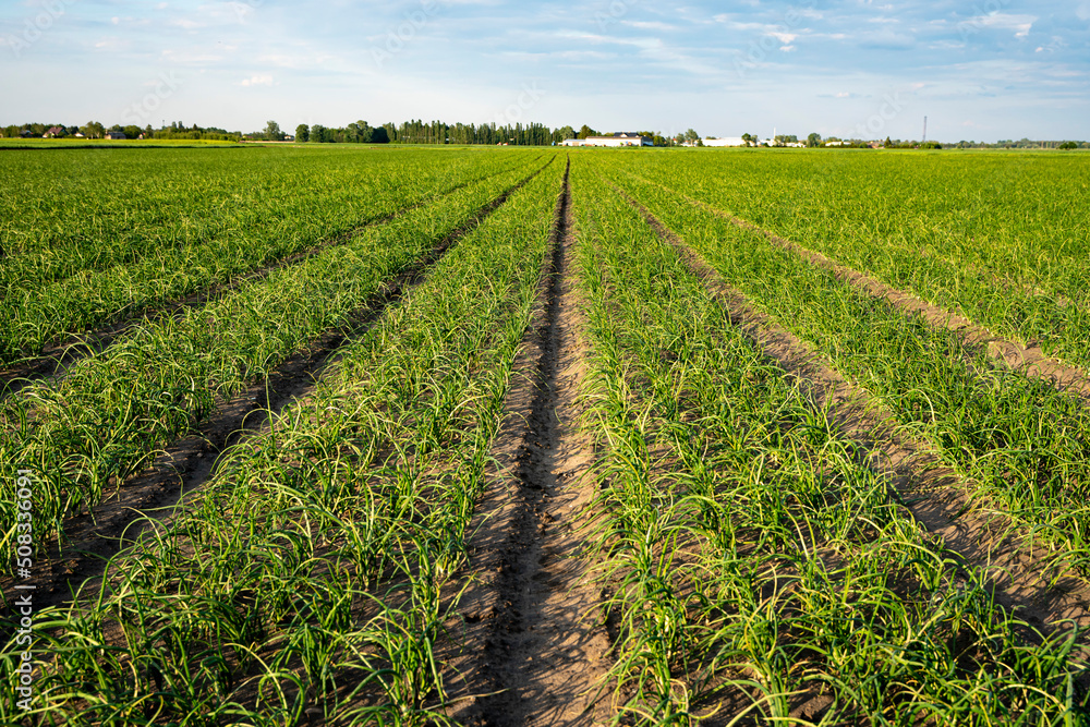 Production et conditionnement de produits frais en Beauce. Production et conditionnement de produits frais en Beauce.